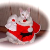 ７月５日には、私が2023年クリスマスに書いた通りに、何も起きなかった