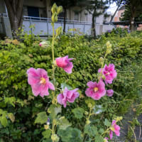 6月20日(木) 暗闇散歩の三日月と日の出