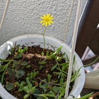 セッコクが咲きました。
