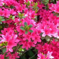 　カンザン　彩小径の花たち　　４月１６日