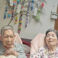 しらかし２　七夕
