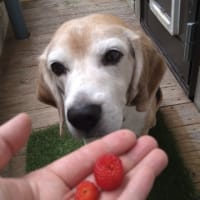 14歳になったジャッキー