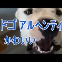 可愛いドゴアルヘンティーノをご覧ください。白い犬