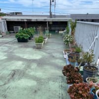 アシナガバチの巣