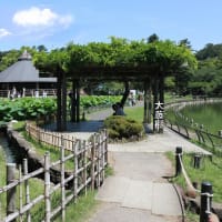 千葉公園に咲く蓮の花(古代最古の蓮の花)