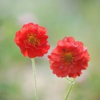 ５月に撮ったお花たち ⅱ