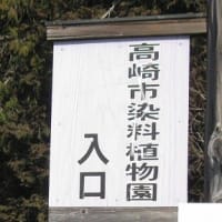 染料植物園 福寿草と紅梅　R- 6- 2-20