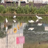 田植え前のたんぼで　白鷺