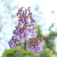 桐の花