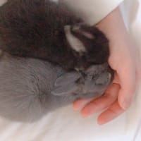 生存確認程度の投稿(´・ε・｀)