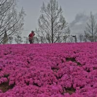 花の中を走る