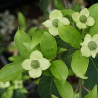 夏の花：常緑山法師②