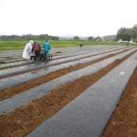 農地整備事業古宿地区の担い手が加工用トマトを視察しました