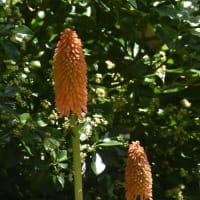 何時ものところで夏の花トリトマが咲いています