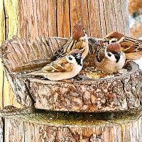クリスマスケーキの代わりにお米をもらって喜ぶ、スズメのスズちゃんたち