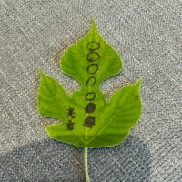 梶の葉