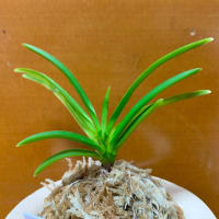 大丸羆