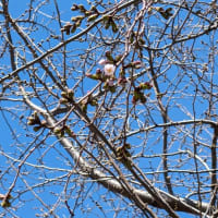 令和6年3月27日（水）六仙公園桜がやっと開花