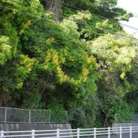 豪快に咲くジャケツイバラ