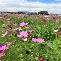 暑いか寒いから分からない秋
