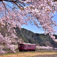 沿線桜風景！