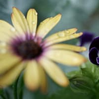 ●我が家の５月の花（8）トレニア　カランコエ　ルピナス