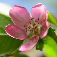 カリン(花梨)のサーモンピンクの花が咲く長居植物園。カリンの花って❓