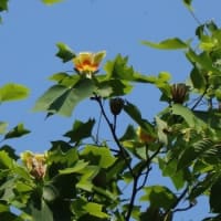 爽やかな5月の花巡り