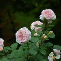 智光山公園のバラ ２