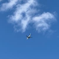天空の梅林