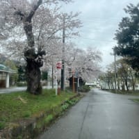 稲庭　桜満開＾＾～