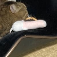 セルフブラッシング