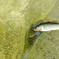 【釣】2025年の解禁日に銀影競技へこれでもかと魂が入る　（2025/06/01 　鮎　笹子川）