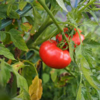 ミニトマト「純あま」と王様トマト「麗夏」の収穫