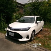 参議院選挙・車・　2025. 7. 4