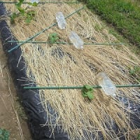 畑、スーパーのカボチャの種を定植