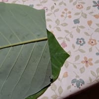 ほうば寿司