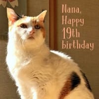 nanaちゃん19才の誕生日！