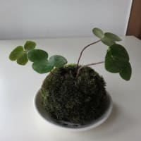 苔玉