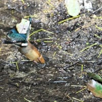 いつもの公園