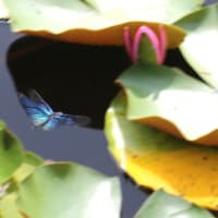 睡蓮の花咲く池で翔回るチョウトンボ