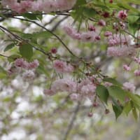 利根運河桜開花情報　２０２４・０４・１６　９：００　八重桜満開
