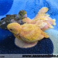 春の繁殖Vol.2