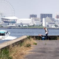 ６月の水辺の風景