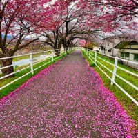 貢川遊歩道　「桜のトンネル」