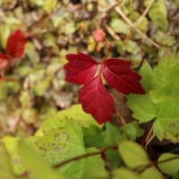吉峰山の紅葉