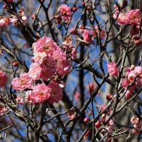 「県立相模原公園」では百花に先駆けて梅の開花進む！！