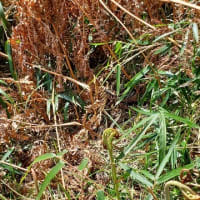 野草の会、始まってます