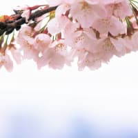 花涙、桜の春