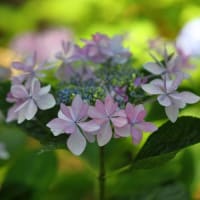 筥崎宮あじさい苑